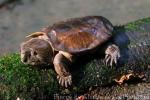 Big-headed turtle