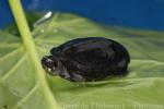 Black marsh turtle