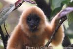 Northern buff-cheeked gibbon