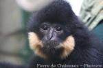 Northern buff-cheeked gibbon