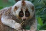 Bengal slow loris