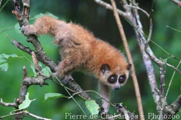 Pygmy slow loris