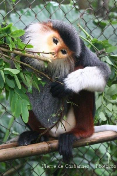 Red-shanked douc langur