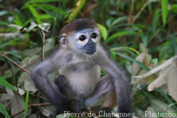 Black-shanked douc langur