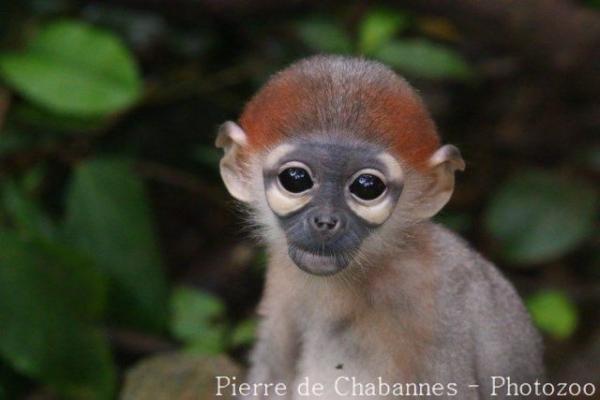 Black-shanked douc langur