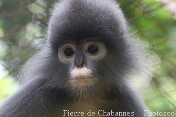 Indochinese grey langur