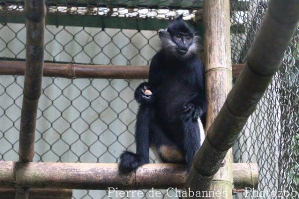 Delacour's langur