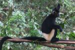 Delacour's langur