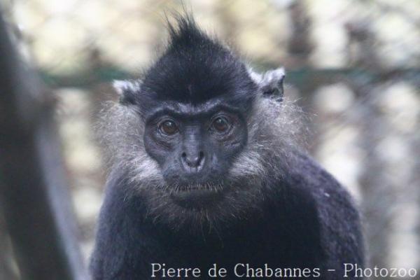 Delacour's langur