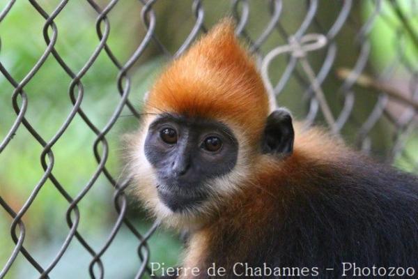 Cat Ba langur