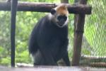 Cat Ba langur