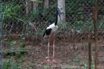 Black-necked stork