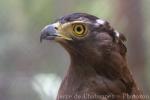 Crested serpent-eagle