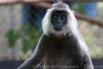 Indochinese langur