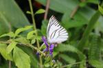 Indochinese striped albatross