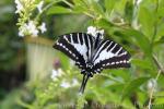 Banteay Srey Butterfly Center