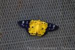 Yellow moth