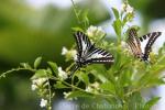 Spot swordtail