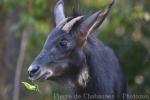 Phnom Tamao Wildlife Rescue Center