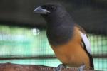 Rufous treepie