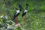 Black-necked stork