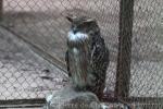 Brown fish-owl