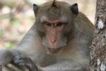 Crab-eating macaque