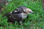 Changeable hawk-eagle