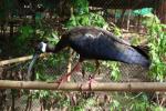 White-shouldered ibis