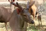 Indochinese sambar deer