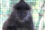 Indochinese langur