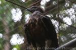 North Philippine hawk-eagle