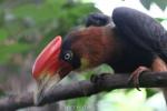 Southern rufous hornbill