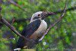 Visayan hornbill