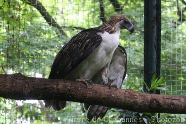 Philippine eagle