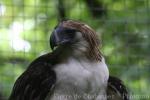 Philippine eagle