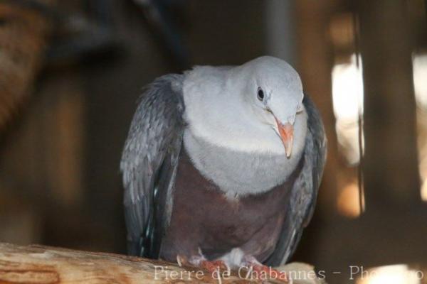 Spotted imperial-pigeon