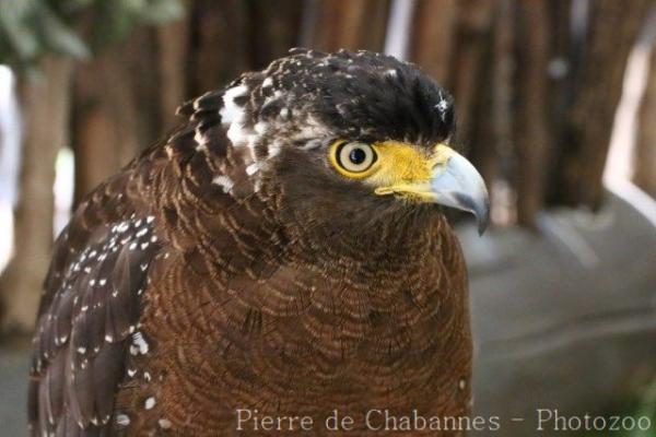 Philippine serpent-eagle