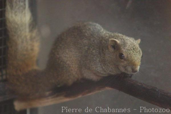 Horse-tailed squirrel