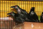 Asian glossy starling