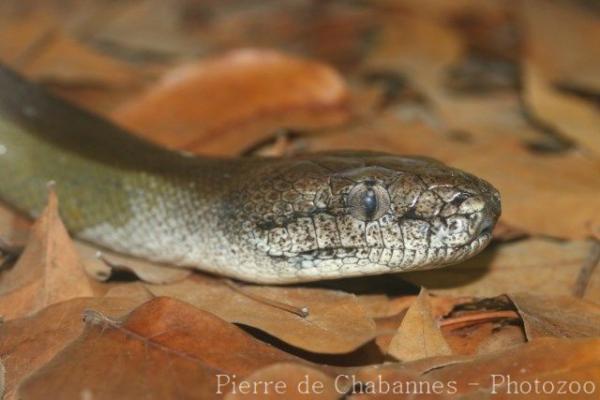 Papuan olive python