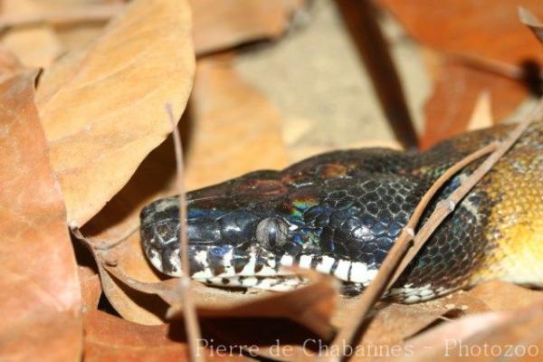 Northern white-lipped python