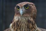 Philippine eagle-owl