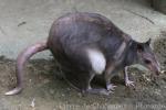 White-striped forest-wallaby