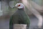 Pink-bellied imperial-pigeon