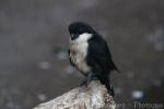 Philippine Falconet