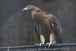 Philippine honey-buzzard