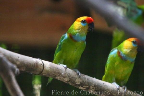 Large Fig-parrot