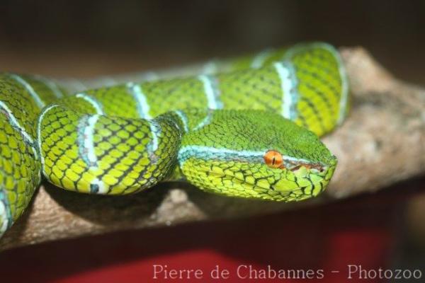 Philippines temple pitviper