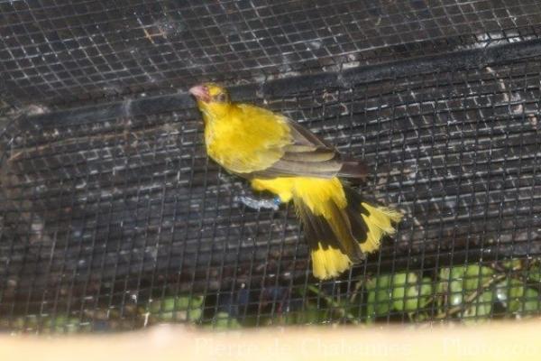 Black-naped oriole